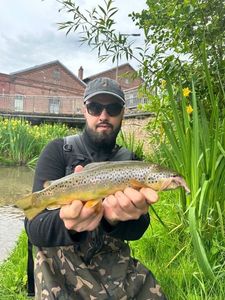 Brown Trout