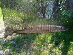 Northern Pike