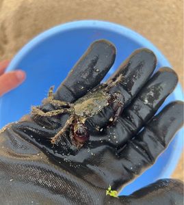 Common Shore Crab (Green Crab)