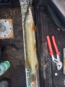 Northern Pike