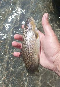 Brown Trout
