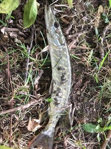 Northern Pike