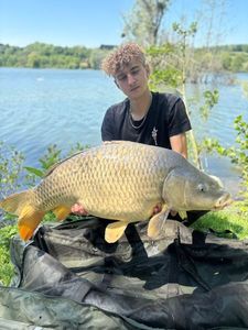Common Carp