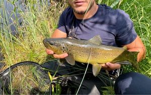 Brown Trout