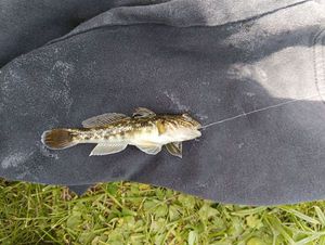 Common Goby