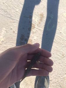 Giant Goby