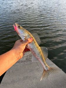 Zander