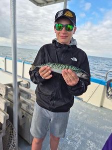 Mackerel