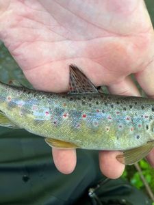 Brown Trout