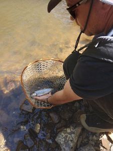 Brown Trout