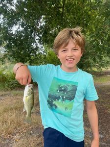 Largemouth Bass