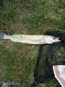 Northern Pike