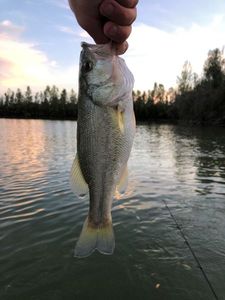Largemouth Bass