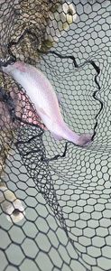 Rainbow Trout