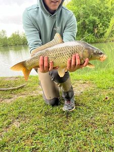 Common Carp