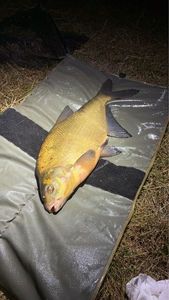 Common Bream