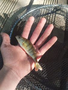 European Perch