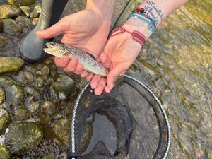 Brown Trout
