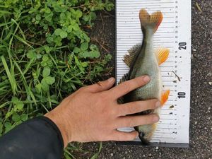 European Perch