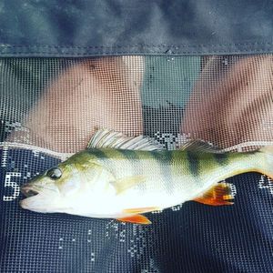 European Perch