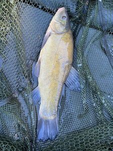 Tench