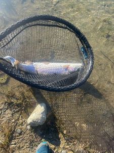 Rainbow Trout