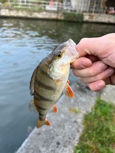 European Perch