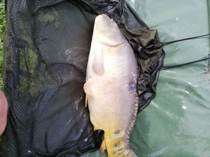 Common Carp