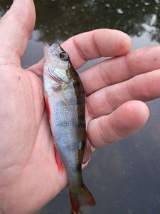 European Perch