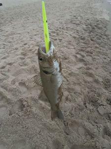 European Bass (Seabass)