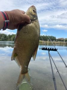 Common Bream