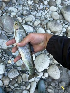 Rainbow Trout