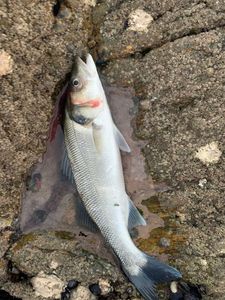 European Bass (Seabass)