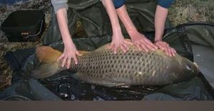 Common Carp