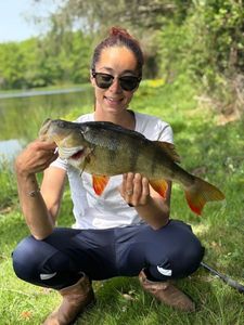 European Perch