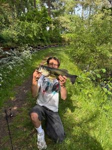 Largemouth Bass