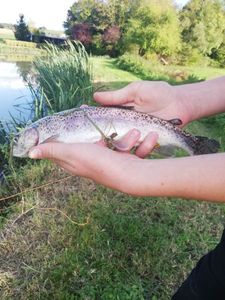 Brown Trout