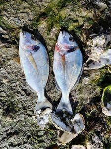 Gilthead Seabream