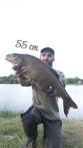 Common Bream