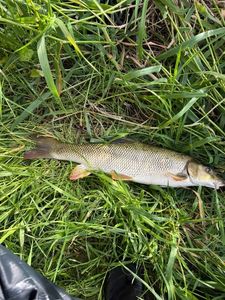 Barbel