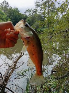 Largemouth Bass