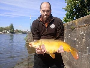 Common Carp