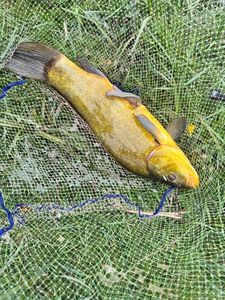 Tench