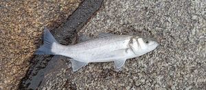 European Bass (Seabass)