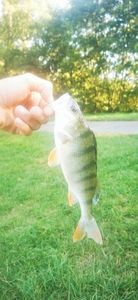 European Perch