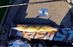 Northern Pike