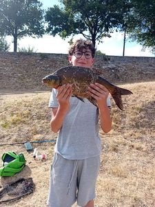 Common Bream