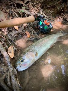 Rainbow Trout