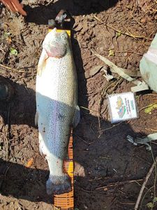 Rainbow Trout