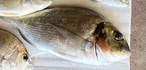Gilthead Seabream